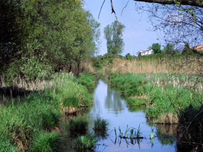 Brusà, cariceto-tifeto in primavera 