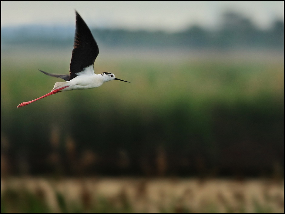 Uccello in volo